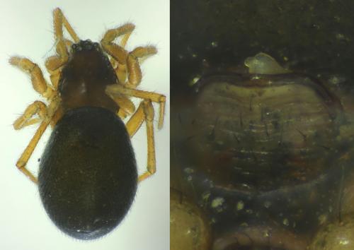 Erigone sp.