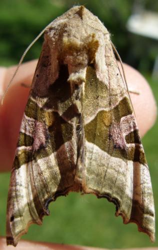 Phlogophora meticulosa
