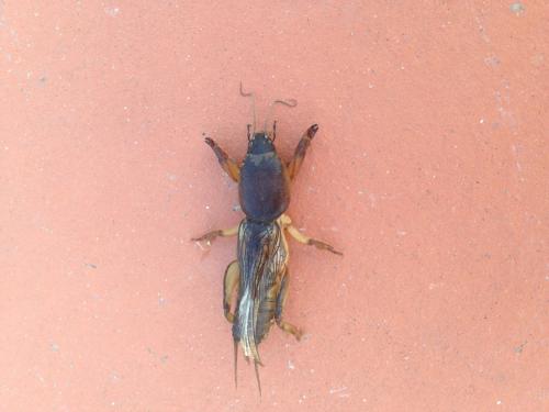 Gryllotalpa sp.