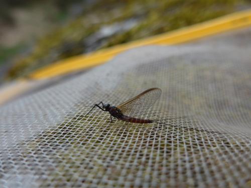 Epeorus sp.