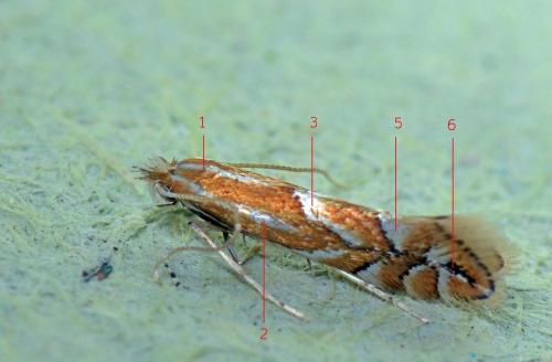 Réf. 117 894 : Phyllonorycter sp.