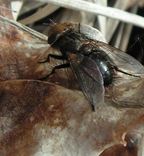 Gonia ornata