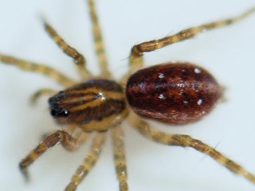 Pirata_sl sp.