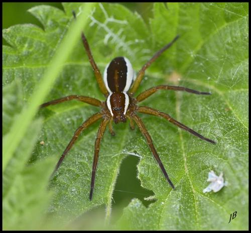 Dolomedes sp.