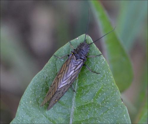 Sialis sp.