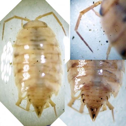 Philoscia muscorum