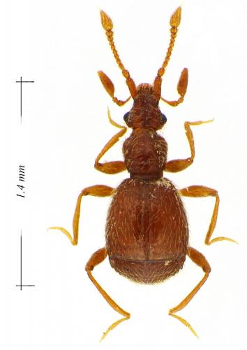 Glyphobythus vaccae