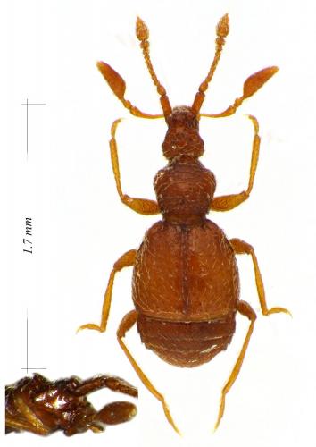Linderia armata