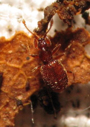 Linderia armata