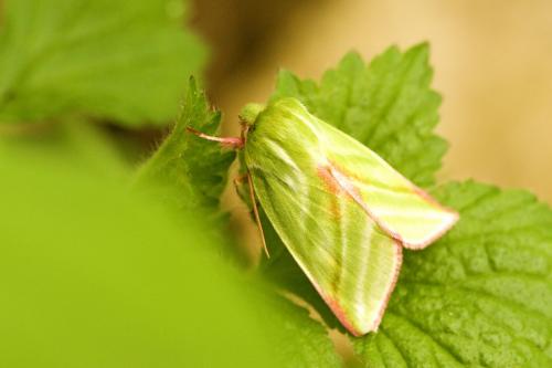 Réf. 117 621 : Pseudoips prasinana