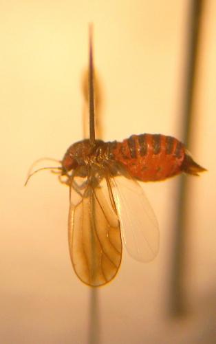 Réf. 117 246 : Cacopsylla pruni