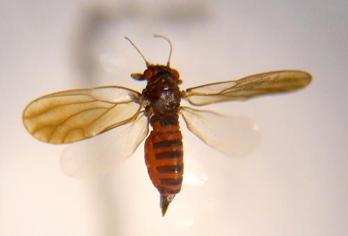 Cacopsylla pruni