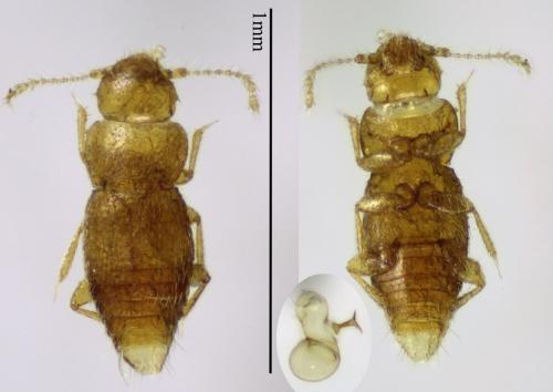 Ptinella aptera
