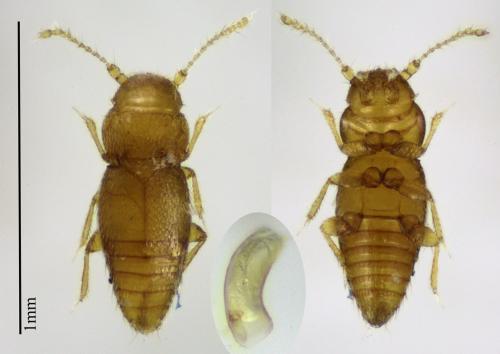 Ptinella aptera