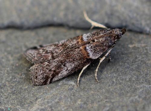 Réf. 117 880 : Acrobasis obliqua