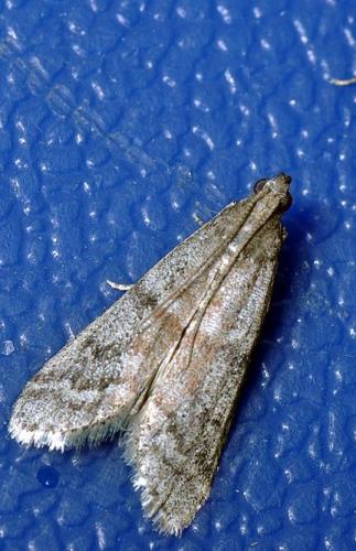 Réf. 117 211 : Ephestia sp.
