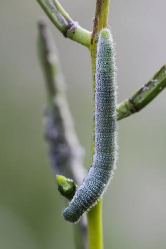 Réf. 117 000 : Anthocharis cardamines