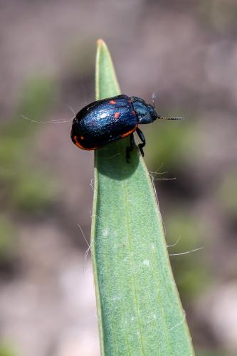 Réf. 117 422 : Chrysomela lapponica