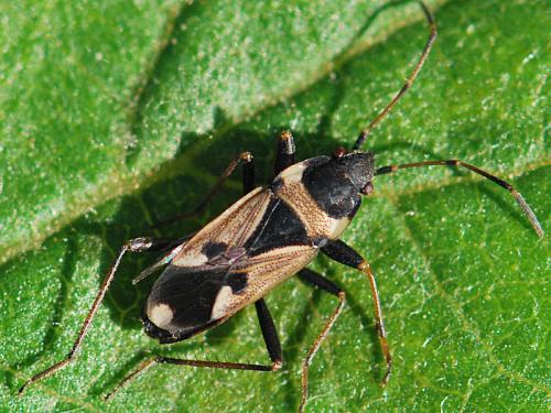 Raglius confusus