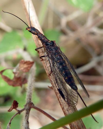 Fibla hesperica