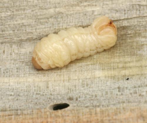 Xiphydria sp.