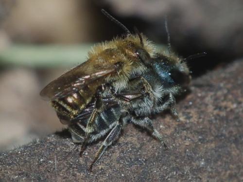 Réf. 117 227 : Osmia caerulescens