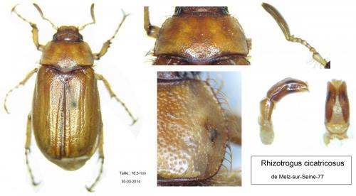 Réf. 117 392 : Rhizotrogus sp.