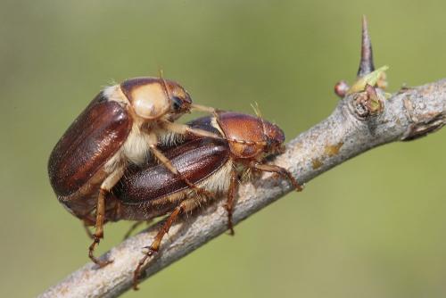 Réf. 117 290 : Rhizotrogus maculicollis