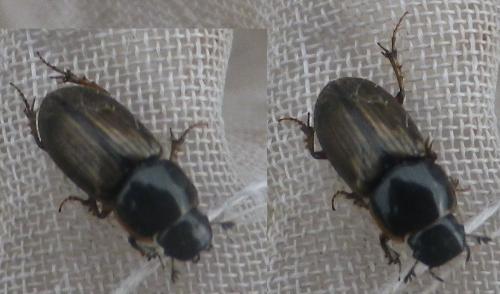 Melinopterus prodromus