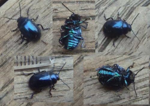 Chrysolina sp.