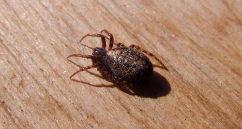 Réf. 117 574 : Cercidia prominens