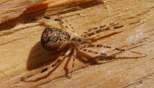Episinus sp.