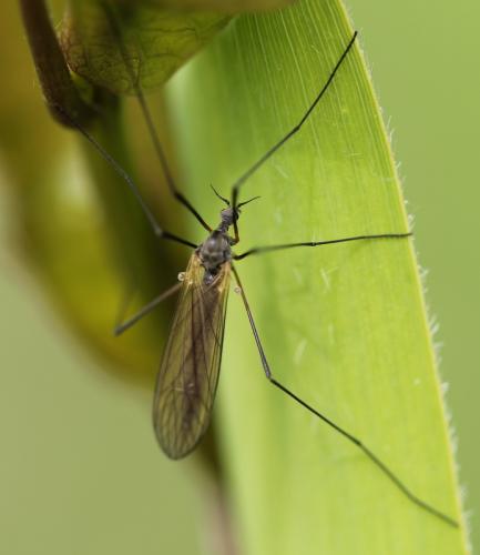 Tricyphona immaculata