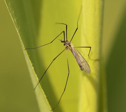 Tricyphona immaculata