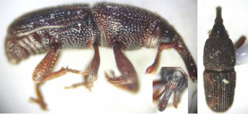 Réf. 117 667 : Sitophilus sp.