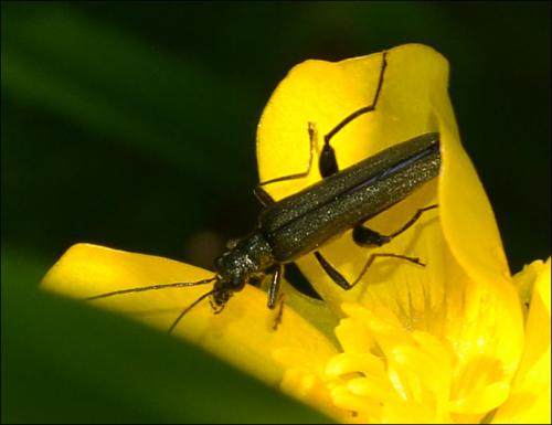 Réf. 117 785 : Oedemera virescens