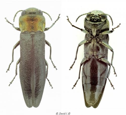 Réf. 117 872 : Agrilus pratensis