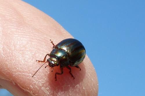 Réf. 117 262 : Chrysolina americana