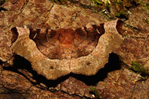 Selenia tetralunaria