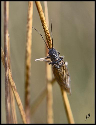 Sialis sp.