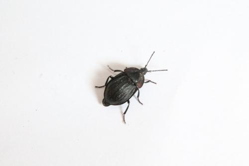 Phosphuga atrata