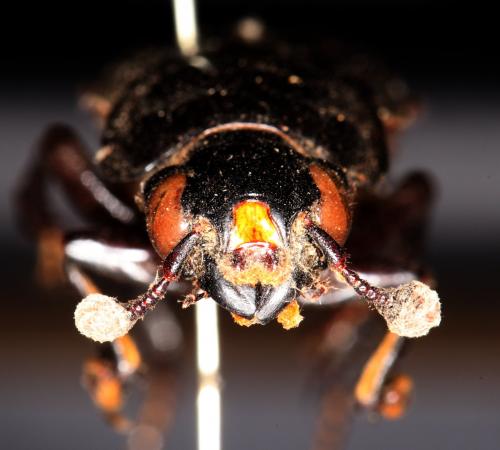 Nicrophorus germanicus
