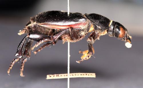 Nicrophorus germanicus