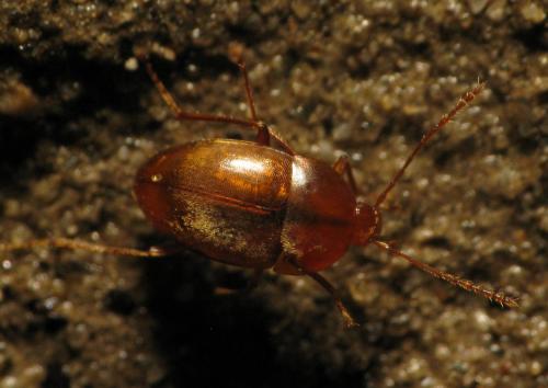 Speonomus bonvouloiri