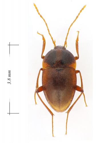 Speonomus bonvouloiri