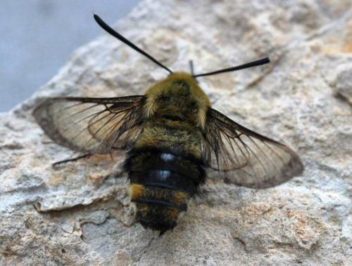 Hemaris tityus