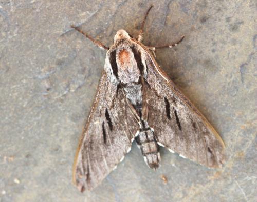 Réf. 117 114 : Sphinx sp.