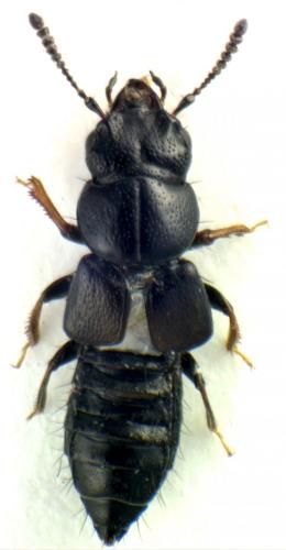 Platystethus sp.