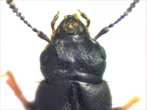 Platystethus sp.