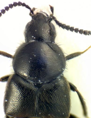 Aleochara sp.
